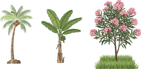 Beautiful tropical coconut palm tree, banana plant with fruits, and blooming pink oleander bush isolated vector illustration for nature design © Musa's Word