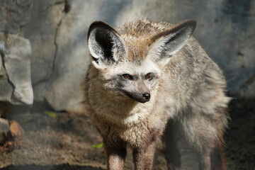 The bat-eared fox (Otocyon megalotis) is a species of fox found on the African savanna.