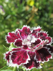 Zbliżenie na kwiat goździka