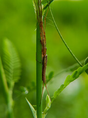 Spider resting, inesct macro close up photography 

