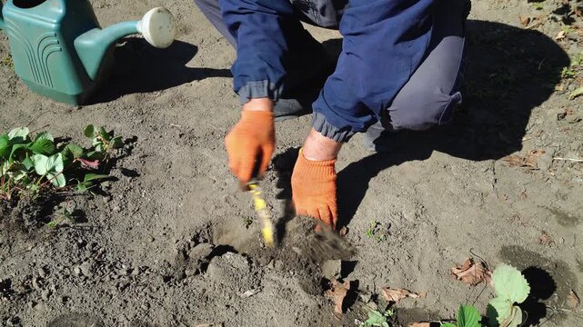A person is kneeling and planting seeds in soft, dry soil using a small tool. Bright sunlight shines on the garden, surrounded by green plants and a watering can nearby.