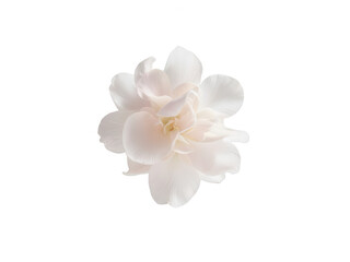Obraz premium Single White Gardenia Flower Isolated on White Background