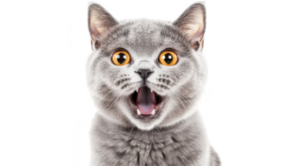 A surprised gray cat with bright orange eyes. mouth open in a meow. set against a clean white background. ideal for pet-related content and animal behavior studies
