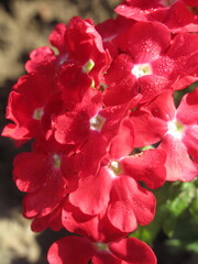 Zbliżenie na kwiaty werbeny © Kumulugma