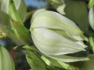 Zbliżenie na kwiaty rośliny z gatunku Yucca © Kumulugma