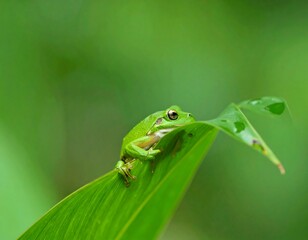 Fototapeta premium Green frog on leaf, blurry background