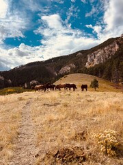 Obraz premium Herd of wild horses gathered in the mountains in Fall