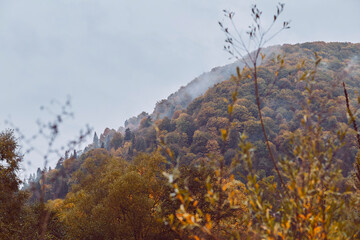 Golden fall forest mountain colorful landscape.