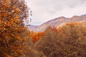 Golden fall forest mountain colorful landscape.
