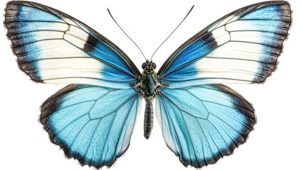 Fototapeta premium A stunning close-up of a blue butterfly with intricate wing patterns. its natural beauty against a plain white background. ideal for nature-themed projects or educational materials
