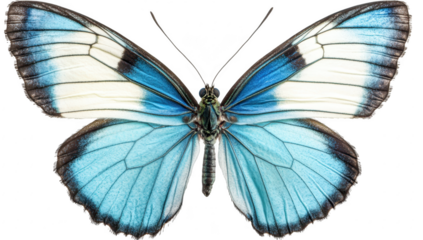A stunning close-up of a blue butterfly with intricate wing patterns. its natural beauty against a plain white background. ideal for nature-themed projects or educational materials