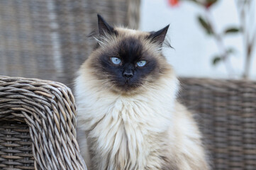 A fluffy Mekong bobtail Siamese cat sits on a chair in the park. The theme is about safe walks with pets. A domestic cat outside. © Виктория Дубровская