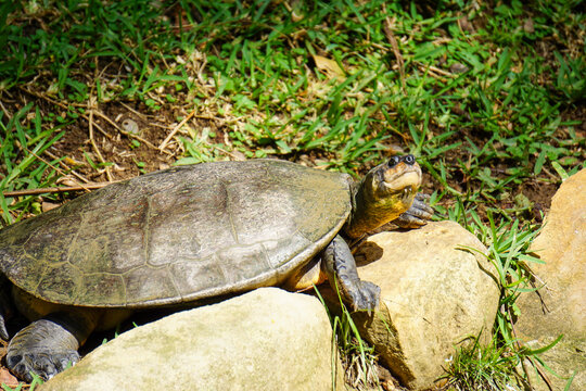 Podocnemis expansa o tortuga charapa 