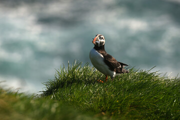 atlantic puffin or common puffin in Iceland