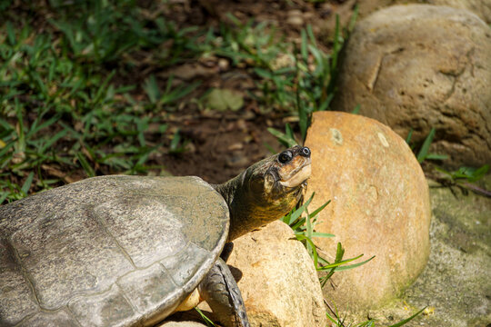 Podocnemis expansa o tortuga charapa 