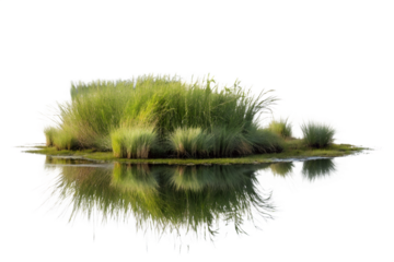 Watercolor Ecosystem: Pond Life Painting