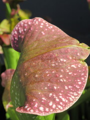 Zbliżenie na kaptury rośliny z gatunku sarracenia