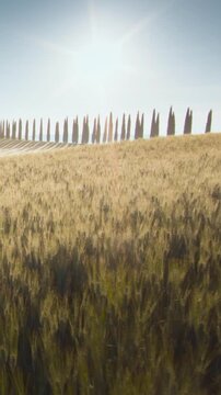 field of wheat in Tuscany, Italy