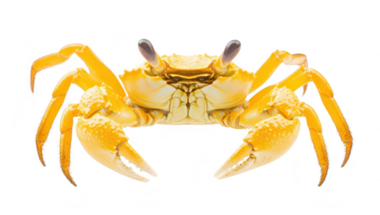 A yellow crab with prominent claws and eyes. positioned centrally on a white background. its natural features. ideal for educational and culinary contexts