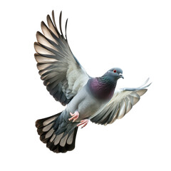 Naklejka premium A majestic pigeon gracefully soaring through the air with its wings fully spread. plumage and a striking gaze. set against a clean white background. ideal for nature and wildlife themes