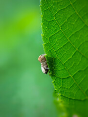 Jumping spider resting on green leaf, insects macro close up photography 