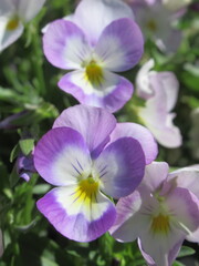 Zbliżenie na kwiat bratka