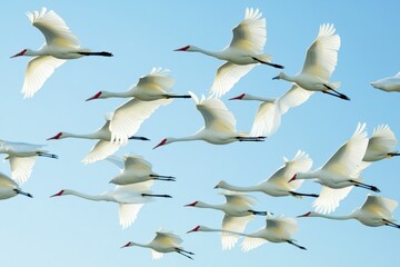 Fototapeta premium White cranes soar gracefully against a clear blue sky during early morning hours