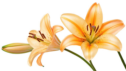 A close-up view of two orange lilies with delicate petals and intricate details. set against a clean white background. perfect for floral-themed designs or nature-related content