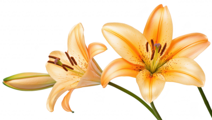A close-up view of two orange lilies with delicate petals and intricate details. set against a clean white background. perfect for floral-themed designs or nature-related content