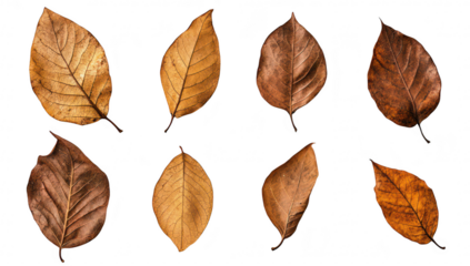 A collection of various dried leaves different shapes and textures. arranged artistically on a clean white background. ideal for nature-themed projects or seasonal decorations