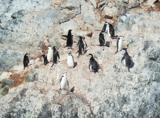 Penguins in Antarctica