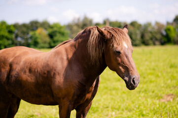Brown workhorse standing on green meadow in rural countryside summer landscape
