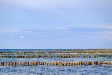 Baltic Sea with many wooden groynes