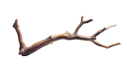 Fototapeta premium A beautifully shaped driftwood branch with intricate textures and natural colors. isolated on a clean white background. ideal for artistic displays or nature-themed projects