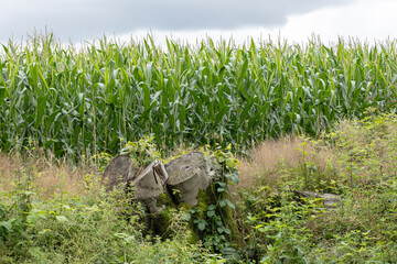 Close view of lush green cornfield with wild plants and old tree stumps in foreground