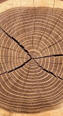 Fototapeta premium Detailed close-up view of a tree trunk's cross-section, exhibiting intricate growth rings and radiating cracks, showcasing the natural beauty of aged wood.