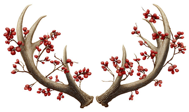 transparent background raster image of deer antlers with red berries