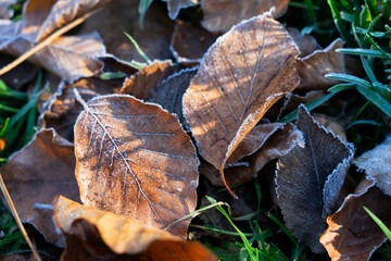 Fallen leaf with frost