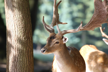 deer in the woods