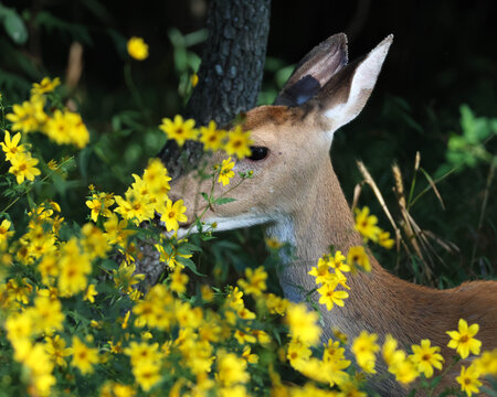 A white-tail deer gently nibbling on the foliage and yellow blossoms of a tickseed plant.