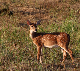 A beautiful white-tailed deer fawn with its white spots contrasting against its tawny fur, standing in a pasture, looking back over its shoulder, cloaked in the glow of a golden hour sunset.