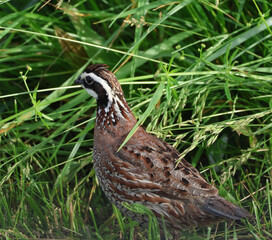 The always stunning and handsome, male Bobwhite Quail among the grasses of a verdant pasture.