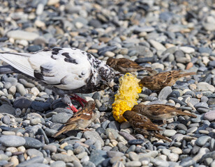 A bird is eating corn on a rock