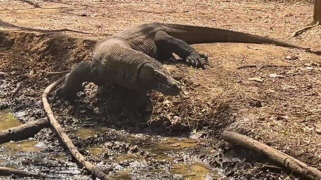 Komodo dragon Varanus komodoensis walking in the Komodo National Park, Indonesia