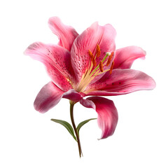 Obraz premium Pink Lily Bloom isolated on transparent background