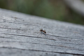 Ant walking on wooden plank closeup