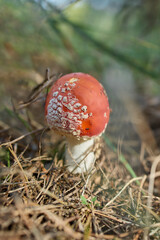 Bright red mushroom in autumn woodland