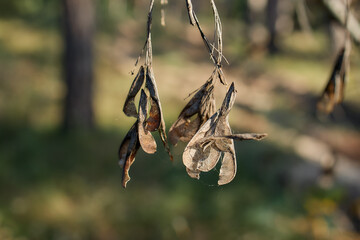 Dry autumn leaves hanging on branch