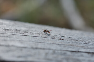 Macro view of small ant on rustic wood