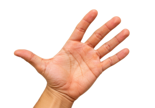 Open human hand isolated on transparent background, palm facing up with five fingers extended in a gesture of offering or greeting - Powered by Adobe